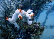 Warisan untuk Laut, PT Timah Konsisten Tenggelamkan Artificial Reef