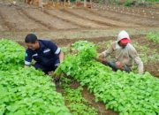 Inisiatif PT Timah Dalam Mendukung Sektor Pertanian, Mendukung Program Ketahanan Pangan
