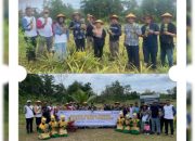 Kolaborasi PT Timah dan Kelompok Tani Air Jelutung Desa Badau Sulap Lahan Bekas Tambang Jadi Kebun Nanas