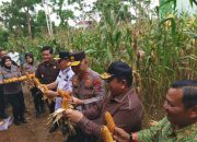 Bareng Gub Babel, Kapolda Panen Raya Jagung di Kebun Pangan Bhay Park