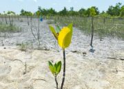 Mangrove Jadi Benteng Pesisir, PT Timah Tanam Ribuan Bibit Lewat Program TJSL