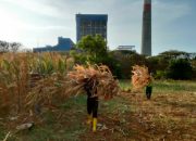 PLN Sulap Limbah Jagung Jadi Listrik, Petani Tuban Dapat Tambahan Penghasilan