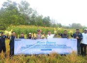 Dukung Pemberdayaan Masyarakat, PT TIMAH Kembangkan Pertanian Jagung di Lahan Pascatambang Bersama Kelompok Tani di Belitung