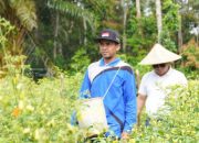 Sinergi untuk Wujudkan Ketahanan Pangan, PT TIMAH Optimalkan Potensi Pertanian Lokal dengan Lakukan Hal Ini