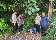 Polsek Mendo Barat Amankan Temuan Lima Bungkusan Diduga Ganja Tak Bertuan di Kebun Warga