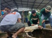 Karyawan PT TIMAH Bergotong Royong Salurkan Daging Kurban untuk Masyarakat di Bangka Barat