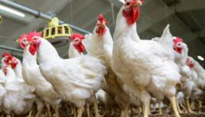 BI Minta TPID Cermati Lonjakan Harga Ayam Ras di Bangka Belitung